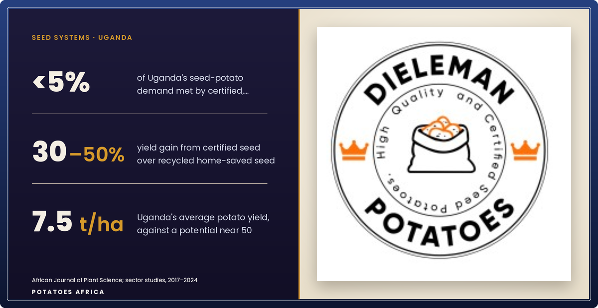 Seed potatoes prepared for distribution to smallholder farmers in Uganda.