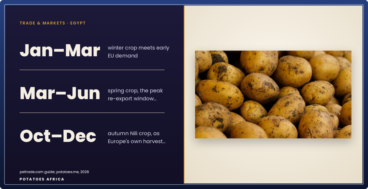 Editorial ledger card showing the three harvest windows in Egypt's table-potato export calendar to the European Union.