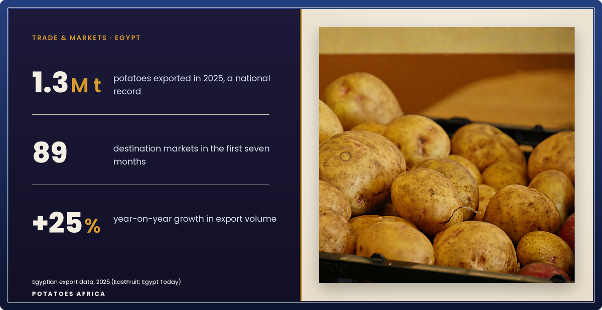 Graded ware potatoes being packed for export at an Egyptian facility