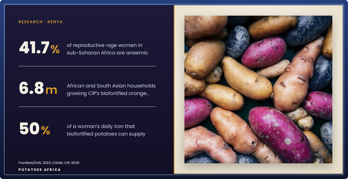 Iron-biofortified potatoes shown against figures on anaemia and biofortification in sub-Saharan Africa.