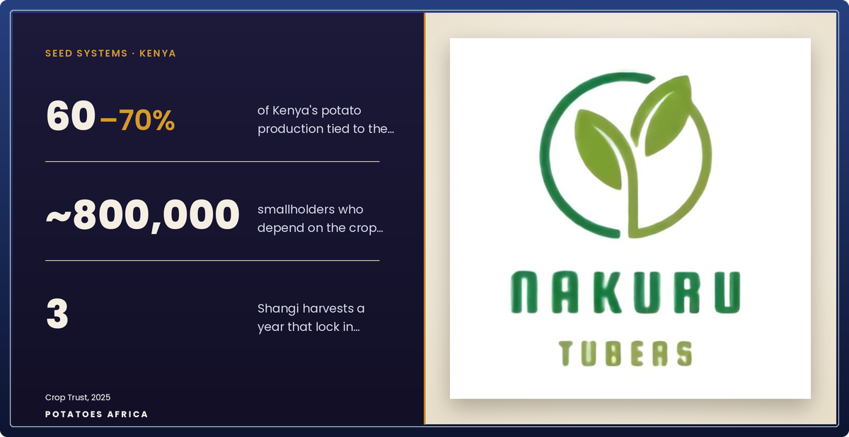 Seed potatoes stored on ventilated shelving in a diffused-light store at Nakuru Tubers in Nakuru County, Kenya.