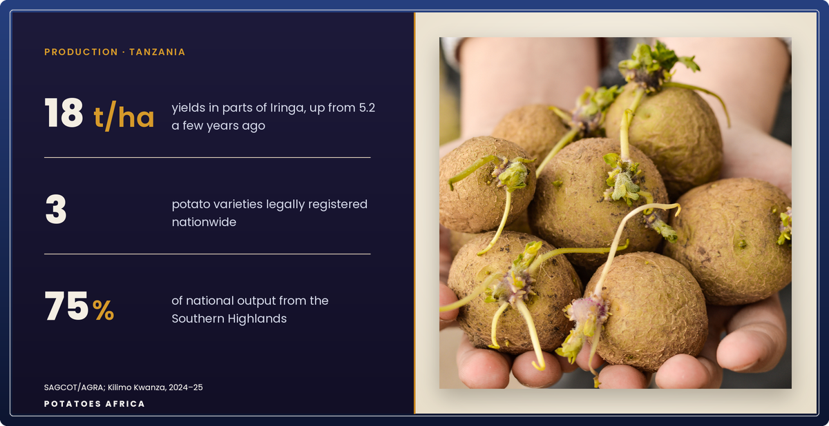 Smallholder potato harvest in the Southern Highlands of Tanzania